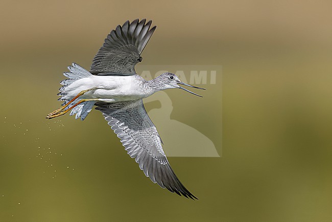 Greenshank, Tringa nebularia, in Italy during migration. stock-image by Agami/Daniele Occhiato,