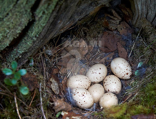 Hazelhoen nest met eieren, Hazel Grouse nest with eggs stock-image by Agami/Markus Varesvuo,