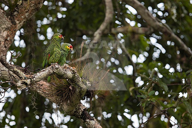 A couple of Red-lored Parrot (Amazona autumnalis ssp. autumnalis) is sitting in the rain forest of Tikal on a branch with epiphytes stock-image by Agami/Mathias Putze,
