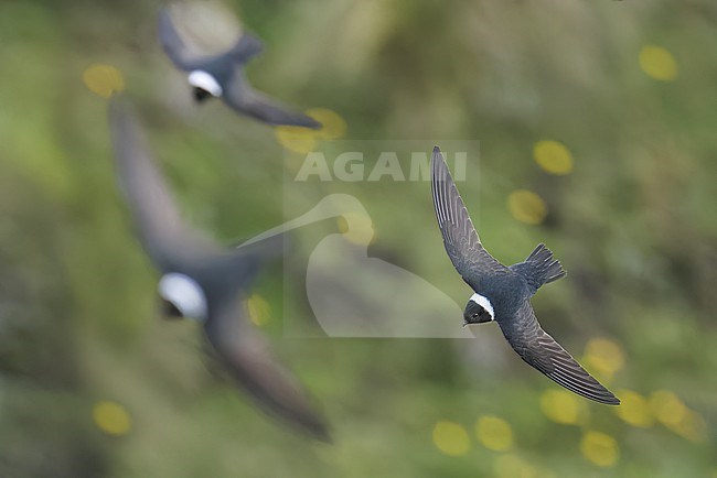 White-collared Swift (Streptoprocne zonaris) flying  in the Andes Mountains in Ecuador. stock-image by Agami/Glenn Bartley,