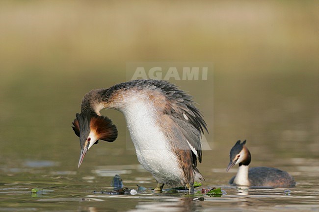 Fuut op nest; Great Crested Grebe on nest stock-image by Agami/Menno van Duijn,