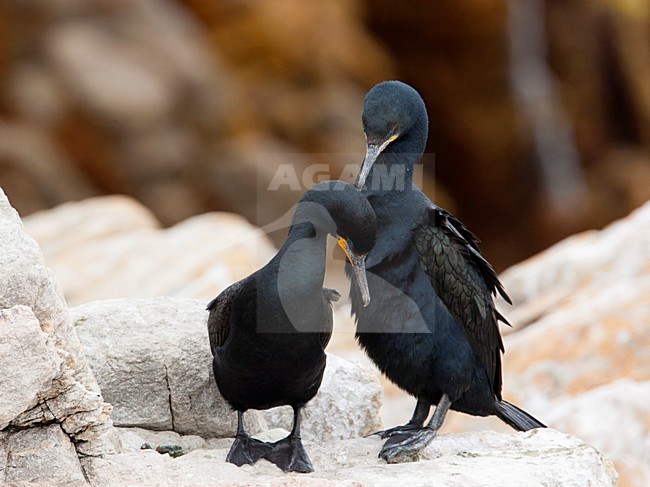Verliefd paartje Kaapse Aalscholvers, Pair of Cape Cormorants stock-image by Agami/Wil Leurs,