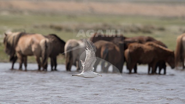 Side view of an immature Vega Gull (Larus vegae) in flight.  Showing upper wings. Mongolia, Asia stock-image by Agami/Markku Rantala,