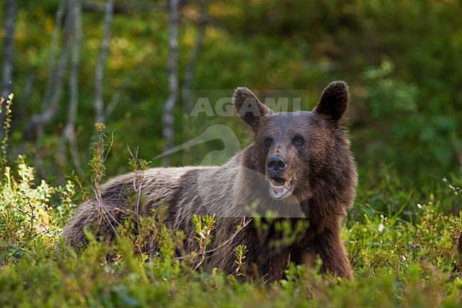 Bruine Beer in bos, Brown Bear in forest stock-image by Agami/Menno van Duijn,