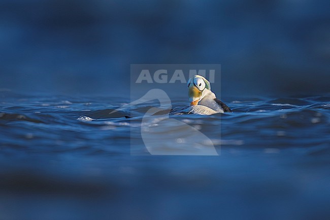 3rd year drake Spectacled Eider (Somateria fischeri) swimming in Texel, the Netherlands. stock-image by Agami/Vincent Legrand,