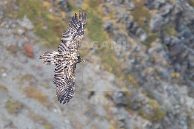 Bearded Vulture (Gypaetus barbatus), juvenile in flight seen from above, Trentino-Alto Adige, Italy stock-image by Agami/Saverio Gatto,