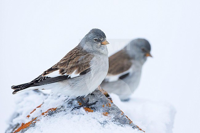 White-winged Snowfinch - Schneesperling - Montifringilla nivalis ssp. nivalis, adult, Swiss stock-image by Agami/Ralph Martin,