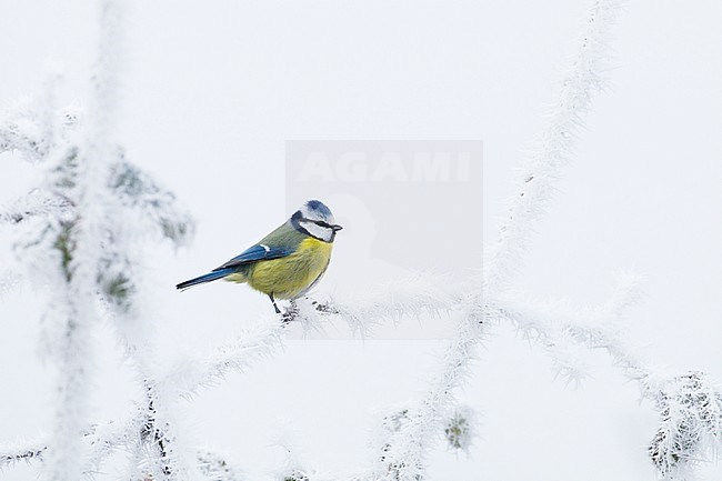 Pimpelmees zittend op een besneeuwde tak; Blue Tit perched on a snow-covered branch stock-image by Agami/Menno van Duijn,