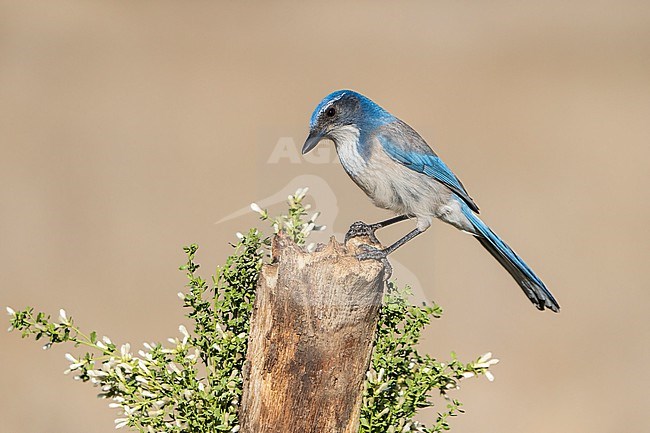  stock-image by Agami/Brian E Small,