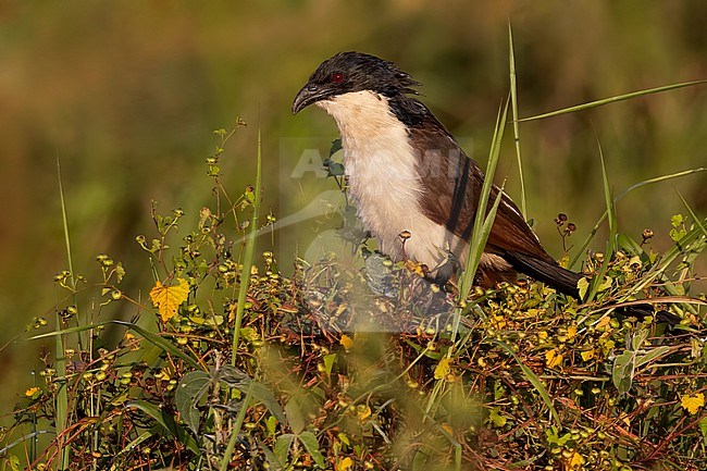 Coppery-tailed Coucal (Centropus cupreicaudus) perched in a bush in Tanzania. stock-image by Agami/Dubi Shapiro,