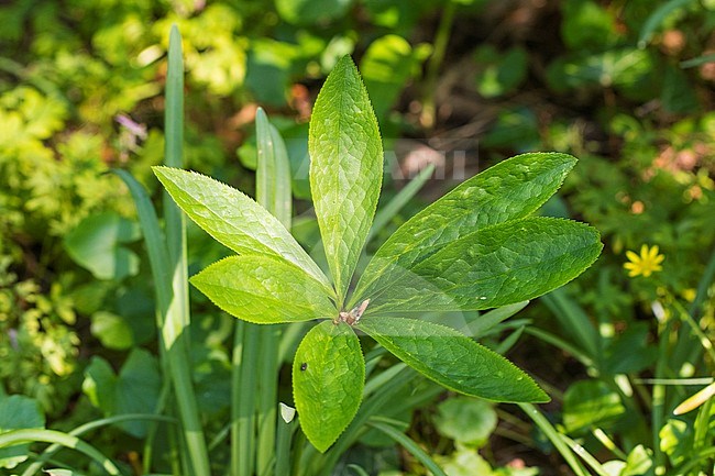 Green Hellebore stock-image by Agami/Wil Leurs,