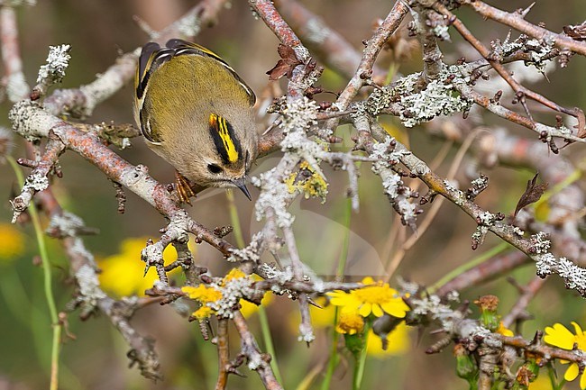A little Goldcrest is seen in a thorny sea buckthorn bush against a background of yellow flowers. Its bright yellow crown is standing out. stock-image by Agami/Jacob Garvelink,