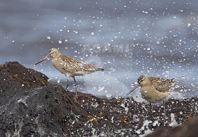 Bar-tailed Godwit in splashing waves; Rosse Grutto in opspattend water stock-image by Agami/Jari Peltomäki,