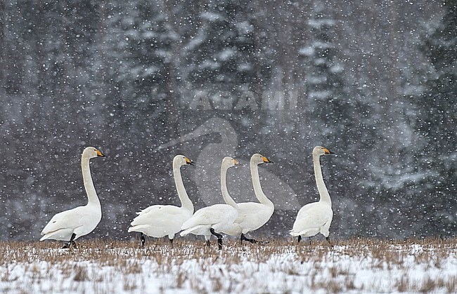 Five adult Whooper Swans (Cygnys cygnus) walking on field during snowfall in winter. stock-image by Agami/Kari Eischer,