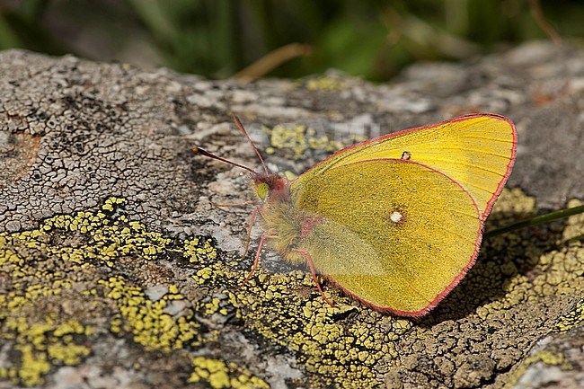 Veengeeltje / Moorland Clouded Yellow (Colias palaeno) stock-image by Agami/Wil Leurs,