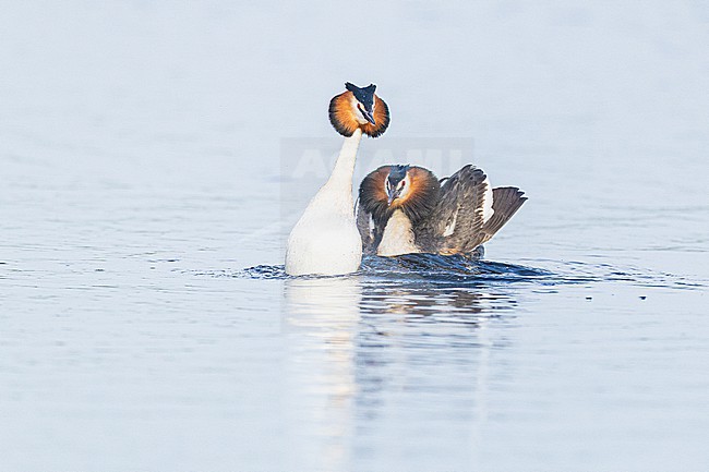 Fuut, Great Crested Grebe, Podiceps cristatus stock-image by Agami/Menno van Duijn,