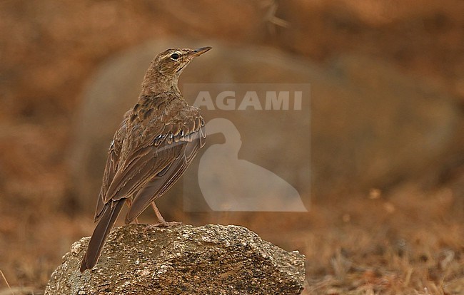 African Pipits (Anthus cinnamomeus) at the Arabian peninsula form a endemic subspecies of this widespread species. stock-image by Agami/Eduard Sangster,