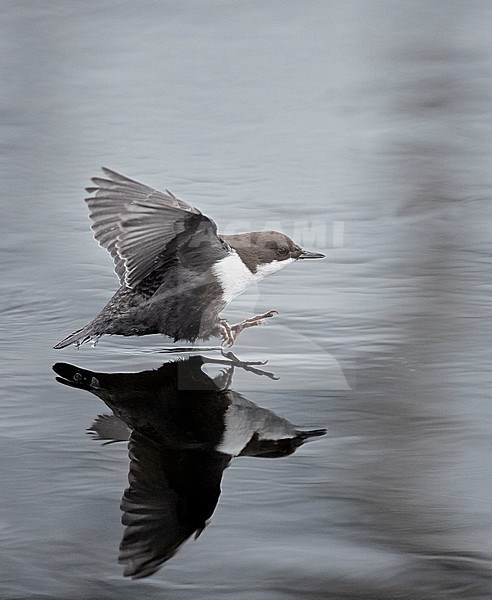 Wintering Black-bellied White-throated Dipper (Cinclus cinclus cinclus) in a fast flowing river at Kuusamo in arctic Finland. Landing in the water. stock-image by Agami/Markus Varesvuo,