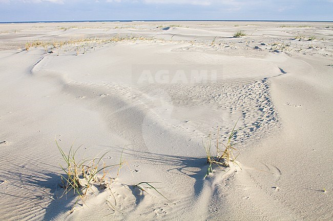 Landscape of the Dutch Wadden Isle Schiermonnikoog. stock-image by Agami/Menno van Duijn,