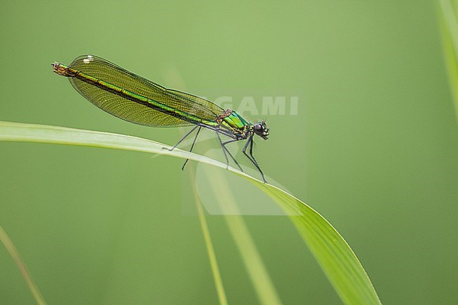 Female Banded Demoiselle stock-image by Agami/Wil Leurs,