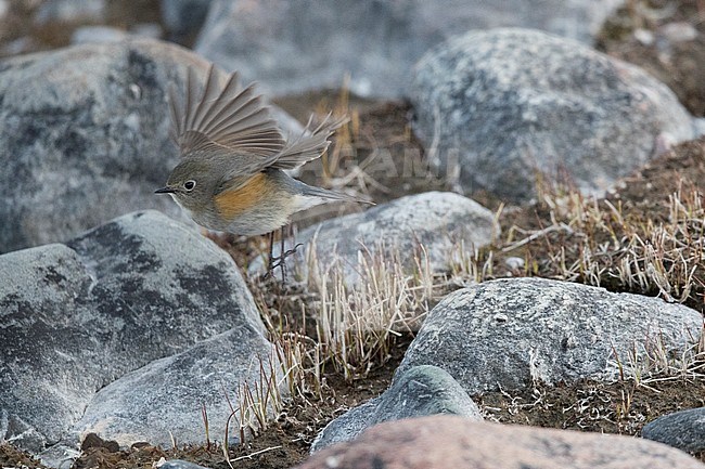 Red-flanked Bluetail (Tarsiger cyanurus) in flight during autumn in Finland. stock-image by Agami/Arto Juvonen,