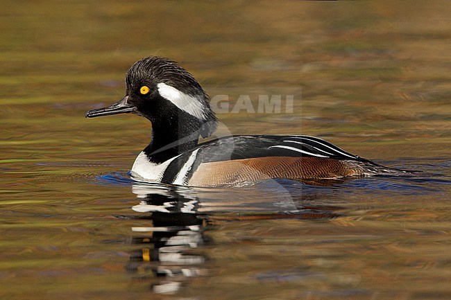 Hooded Merganser (Lophodytes cucullatus) swimming on a pond in Victoria, BC, Canada. stock-image by Agami/Glenn Bartley,
