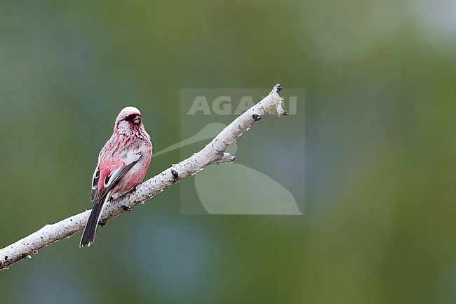 Long-tailed Rosefinch (Carpodacus sibiricus sibiricus) in Russia (Baikal). Adult male perched on a exposed branch. stock-image by Agami/Ralph Martin,