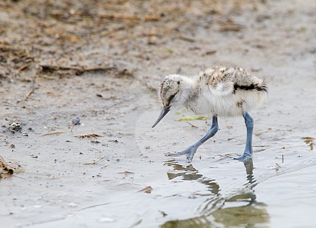 Jonge Kluut foeragerend, Pied Avocet young foraging stock-image by Agami/Roy de Haas,