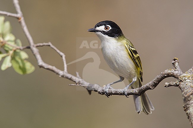 Adult male
Culberson Co., TX
April 2013 stock-image by Agami/Brian E Small,