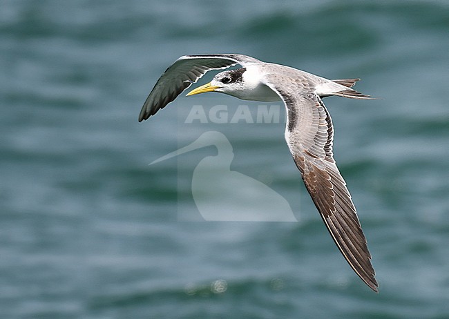 Greater crested tern, Thalasseus bergii, along the coast in Oman. stock-image by Agami/Laurens Steijn,