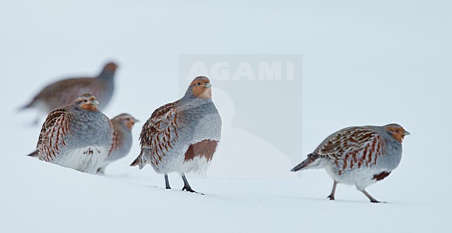 Patrijs in de sneeuw, Grey Partridge in the snow stock-image by Agami/Markus Varesvuo,