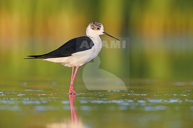 Black-winged Stilt (Himantopus himantopus), side view of an adult male standing in the water stock-image by Agami/Saverio Gatto,