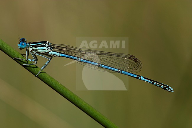 Mannetje Blauwe breedscheenjuffer, Male Platycnemis pennipes stock-image by Agami/Wil Leurs,