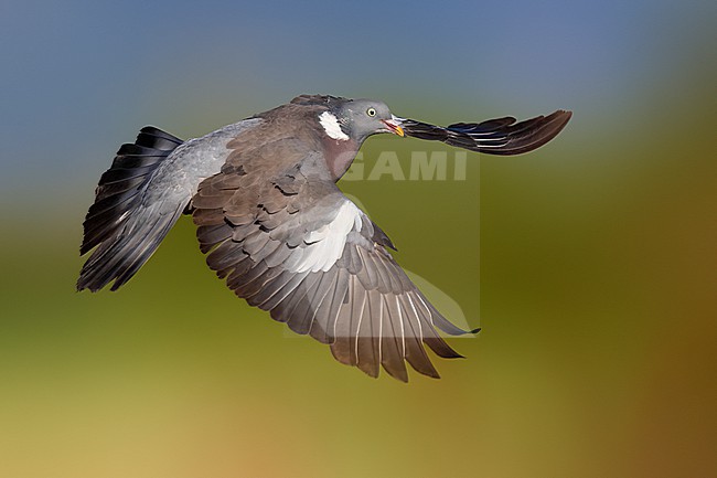 Common wood pigeon, Columba palumbus, in Italy. stock-image by Agami/Daniele Occhiato,