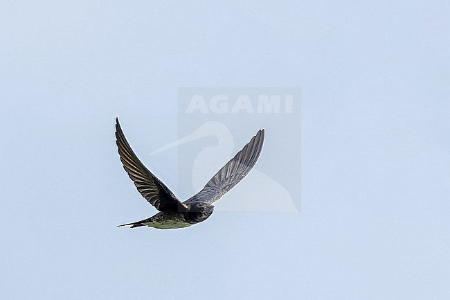 Caribbean martin (Progne dominicensis) on Puerto Rico. stock-image by Agami/Pete Morris,