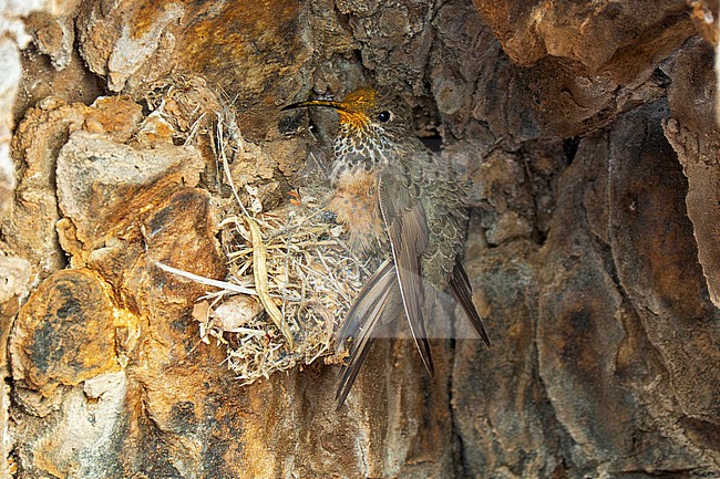 Wedge-tailed Hillstar (Oreotrochilus adela) female with pollen-stained head building a nest on a ledge under an overhang on a rocky cliff in the Andes of Argentina stock-image by Agami/Andy & Gill Swash ,