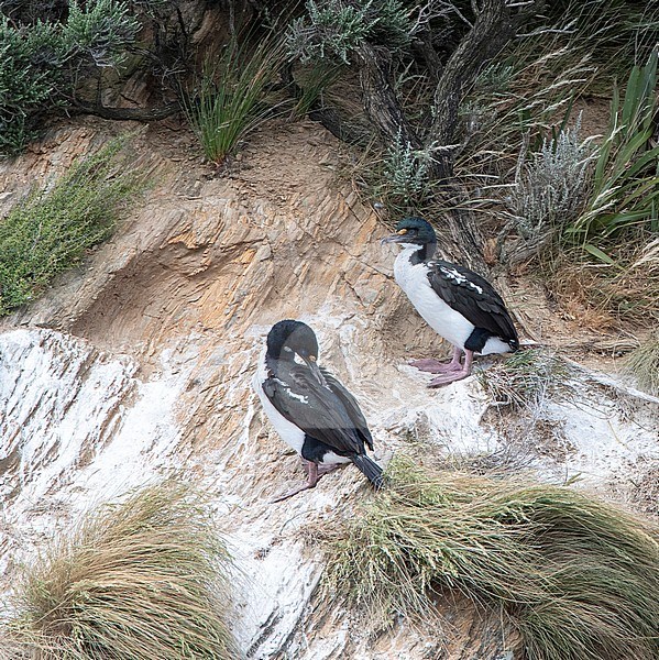 Two New Zealand King Shags (Leucocarbo carunculatus) perched on a cliff in the coastal waters of the Marlborough Sounds, South Island, New Zealand. The population is less than 1000 birds. stock-image by Agami/Marc Guyt,