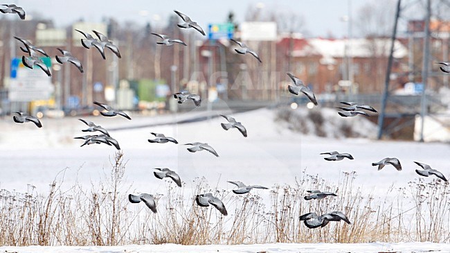 Holenduif in de vlucht; Stock Dove in flight stock-image by Agami/Markus Varesvuo,