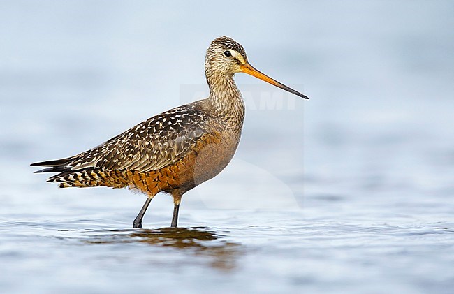 Adult male Hudsonian Godwit (Limosa haemastica) in summer plumage standing in arctic tundra lake near Churchill, Manitoba in Canada. stock-image by Agami/Brian E Small,