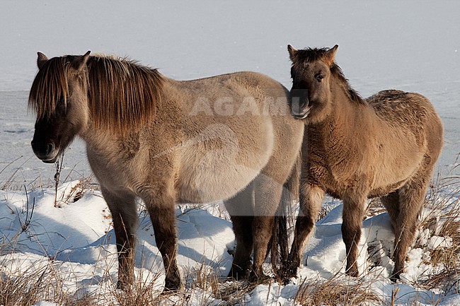 Konikpaard, Wild horse stock-image by Agami/Arnold Meijer,