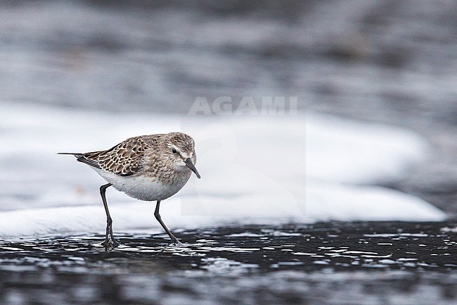 Bonapartes Strandloper, White-rumped Sandpiper stock-image by Agami/Daniele Occhiato,