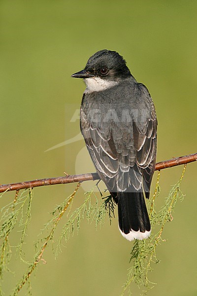 Volwassen Koningstiran, Adult Eastern Kingbird stock-image by Agami/Brian E Small,
