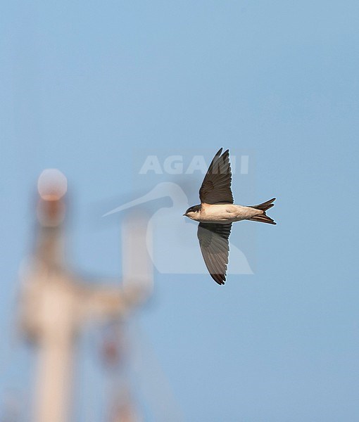 Common House Martin, Delichon urbicum, in the Netherlands. stock-image by Agami/Marc Guyt,