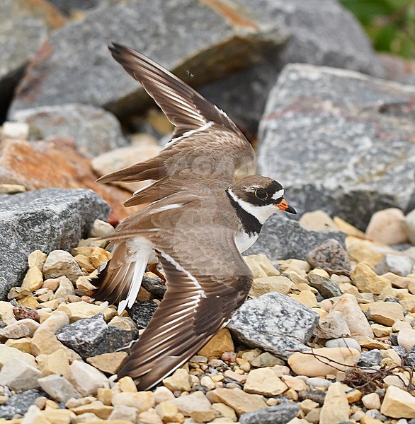 The Semipalmated Plover breeds in the northern part of North America. This bird tries to fool the photographer as it is walking away from it's babies, faking a broken wing. This is a well known tactic to lure potential danger away from it's infants. 
Well aware of the stress for this bird I swiftly made a few pictures and left this bird alone with it's infants (which I didn't see). stock-image by Agami/Eduard Sangster,