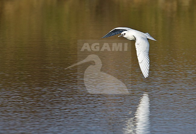 Second winter plumaged Ivory Gull (Pagophila eburnea) wintering near Bordeaux in France. A rare arctic vagrant to western Europe. stock-image by Agami/Rafael Armada,