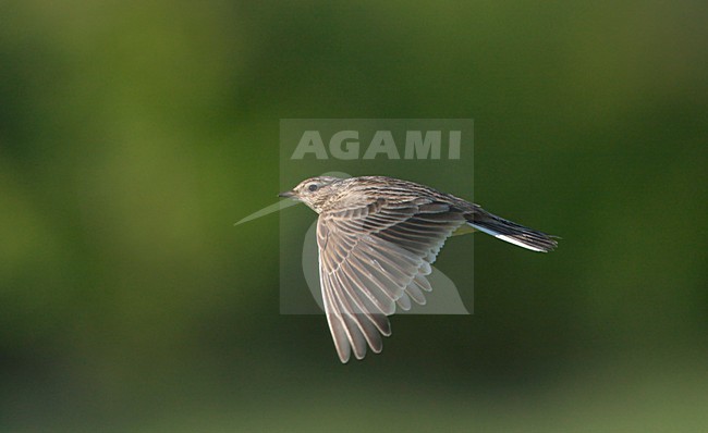 Veldleeuwerik in de vlucht; Eurasian Skylark in flight stock-image by Agami/Ran Schols,