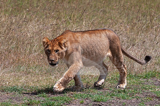 Portrait of a young lion, Panthera leo, walking. Masai Mara National Reserve, Kenya. stock-image by Agami/Sergio Pitamitz,