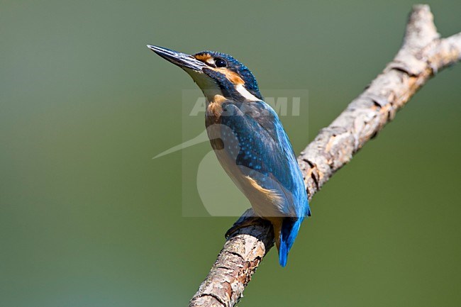 IJsvogel, Kingfisher stock-image by Agami/Wil Leurs,