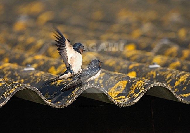Barn Swallow Boerenzwaluw stock-image by Agami/Marc Guyt,