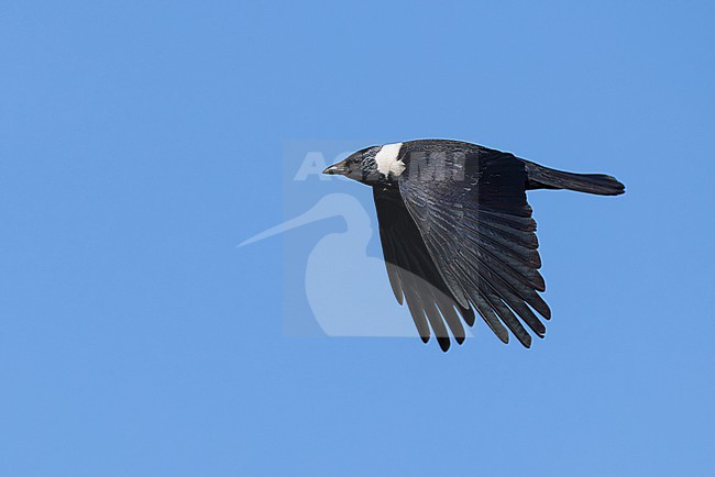 adult daurian jackdaw (coloeus dauuricus) in flight, found near Khalk River in eastern Mongolia in Dornod Aimag stock-image by Agami/Mathias Putze,